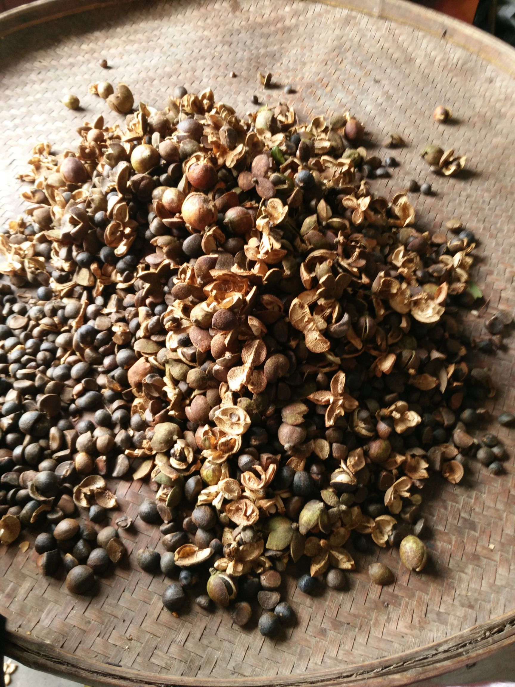 山茶籽