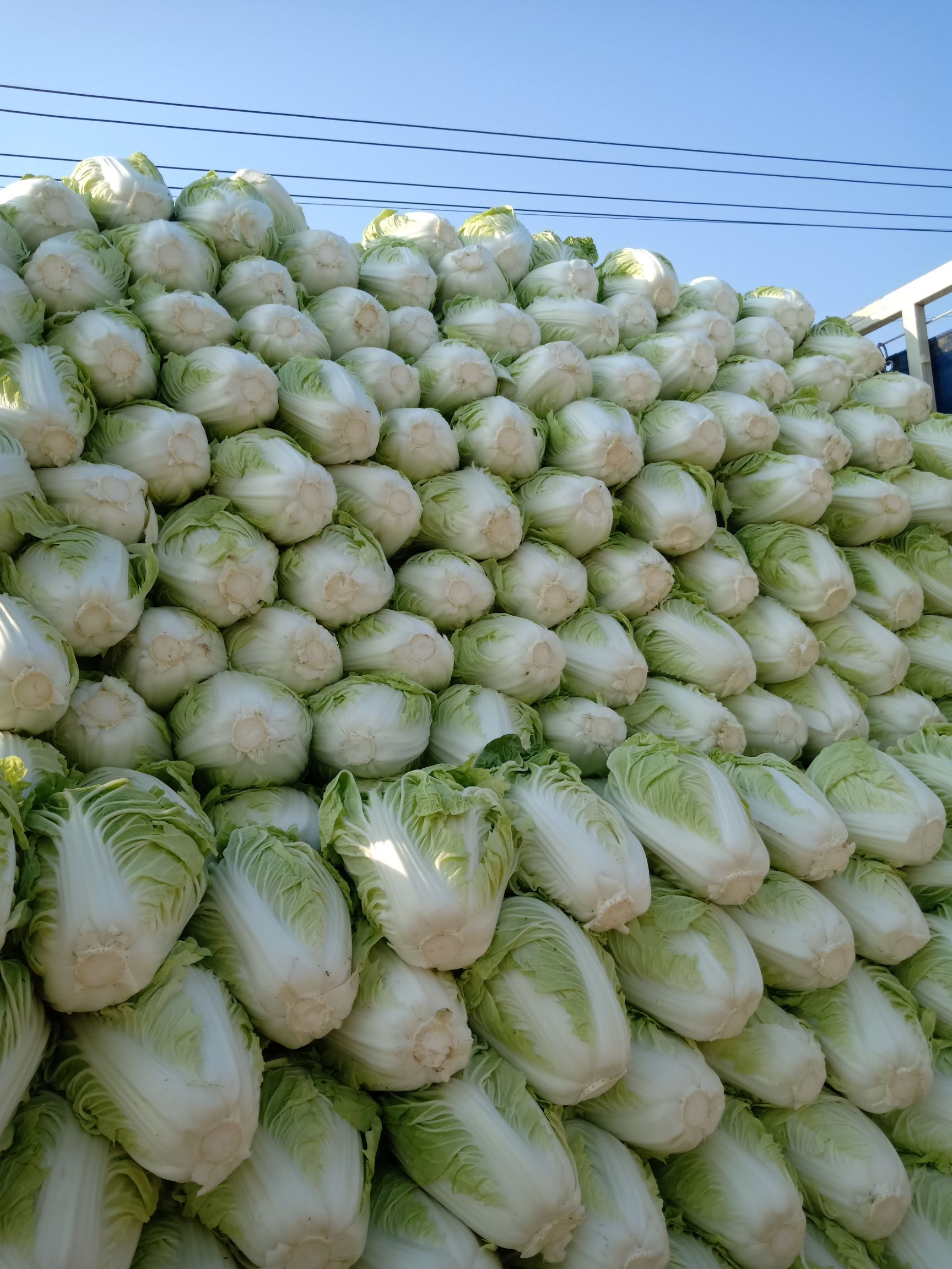 夏阳白菜 夏阳白大量供应