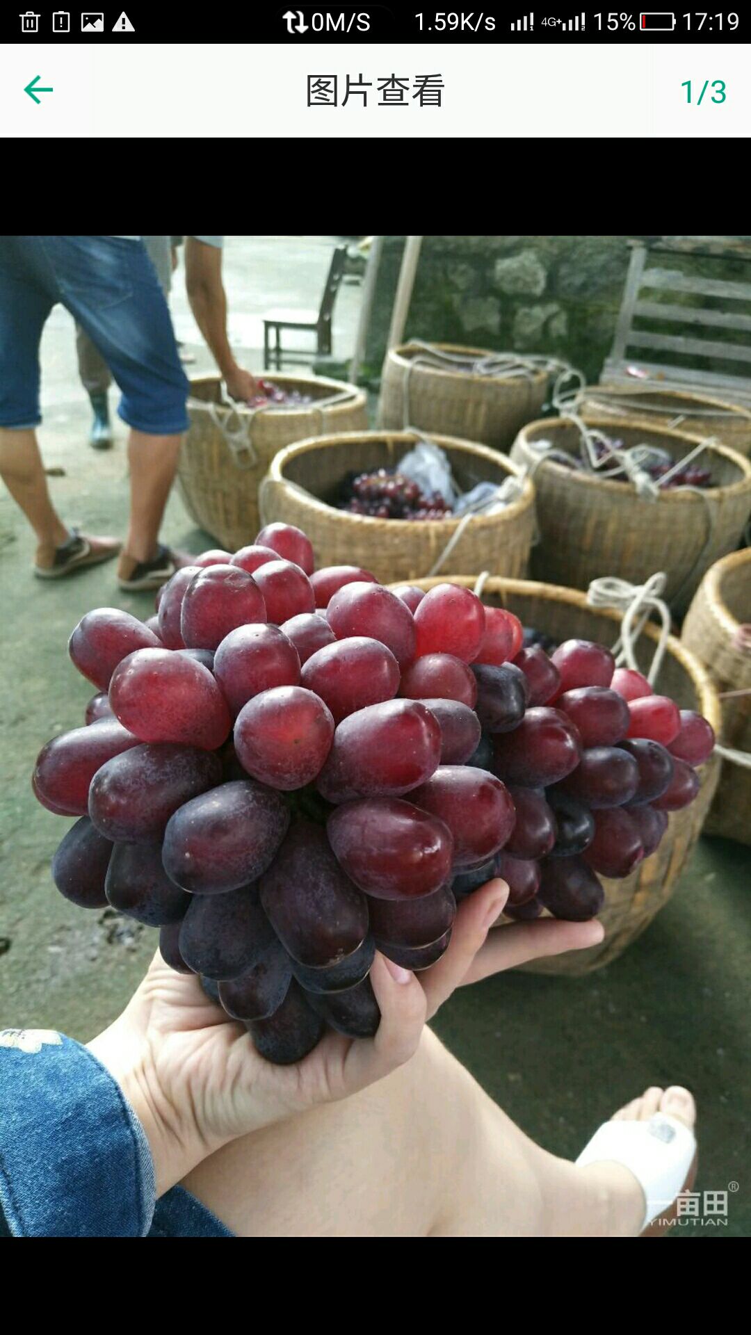 广西1.5- 2斤鲜果温克葡萄