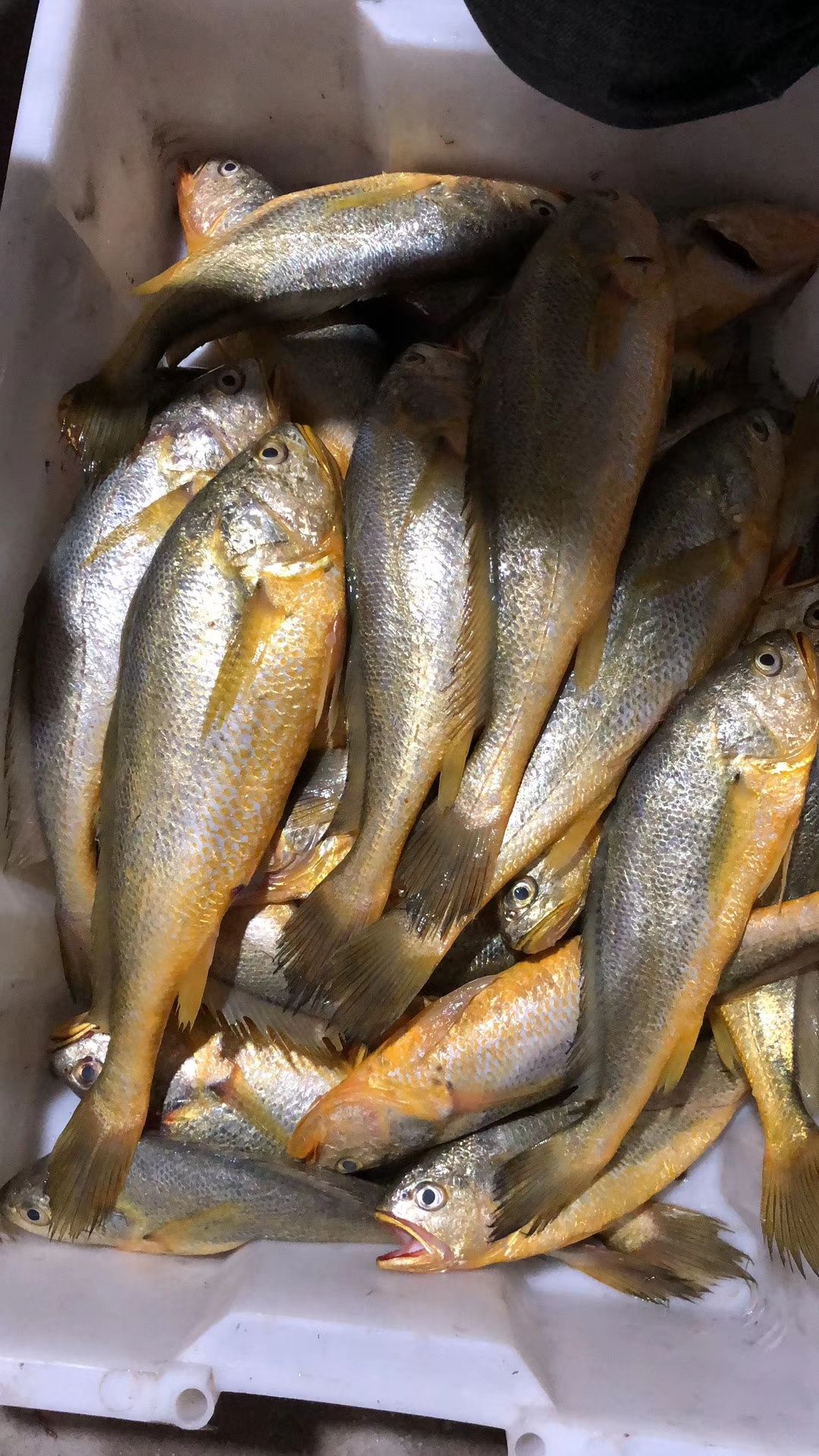 大黄鱼 人工养殖 1-1.5公斤