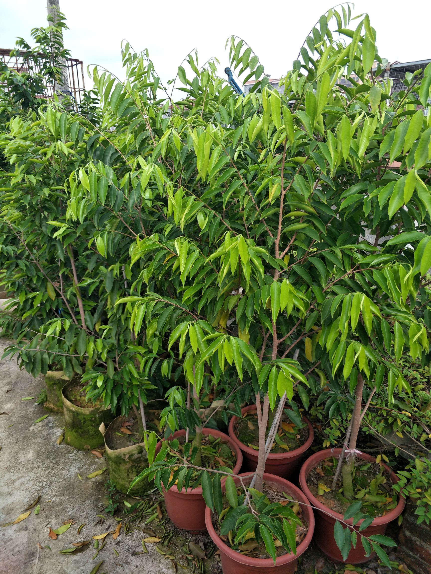 奇楠沉香树