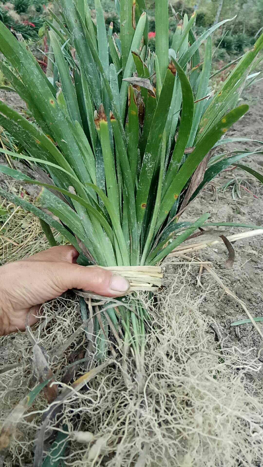 供应大厅  中药材  中药麦冬草   商品详情 阔叶麦冬又名大麦冬,是一