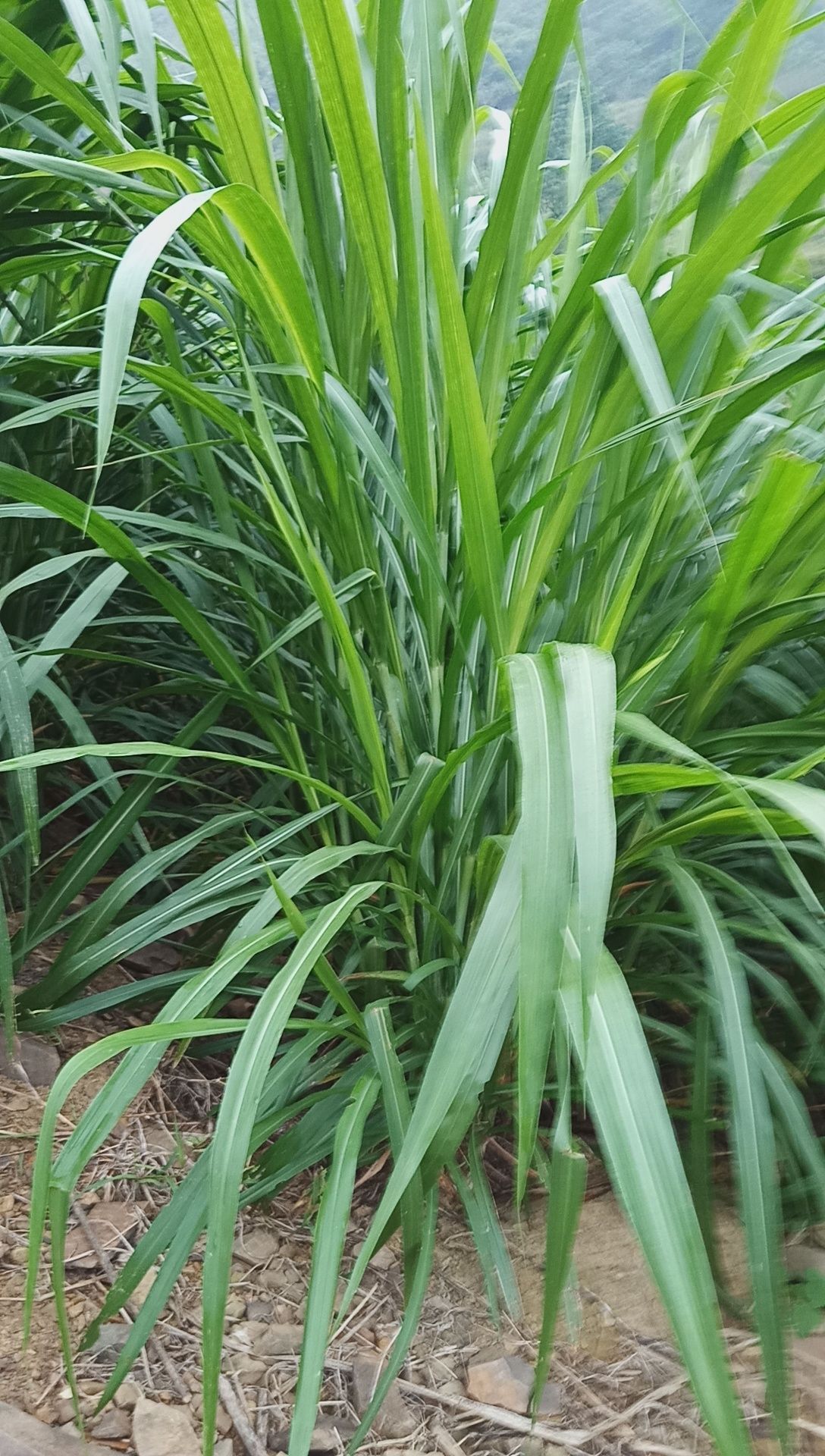 皇竹草由象草和美洲**尾草杂交选育而成,属四碳植物.