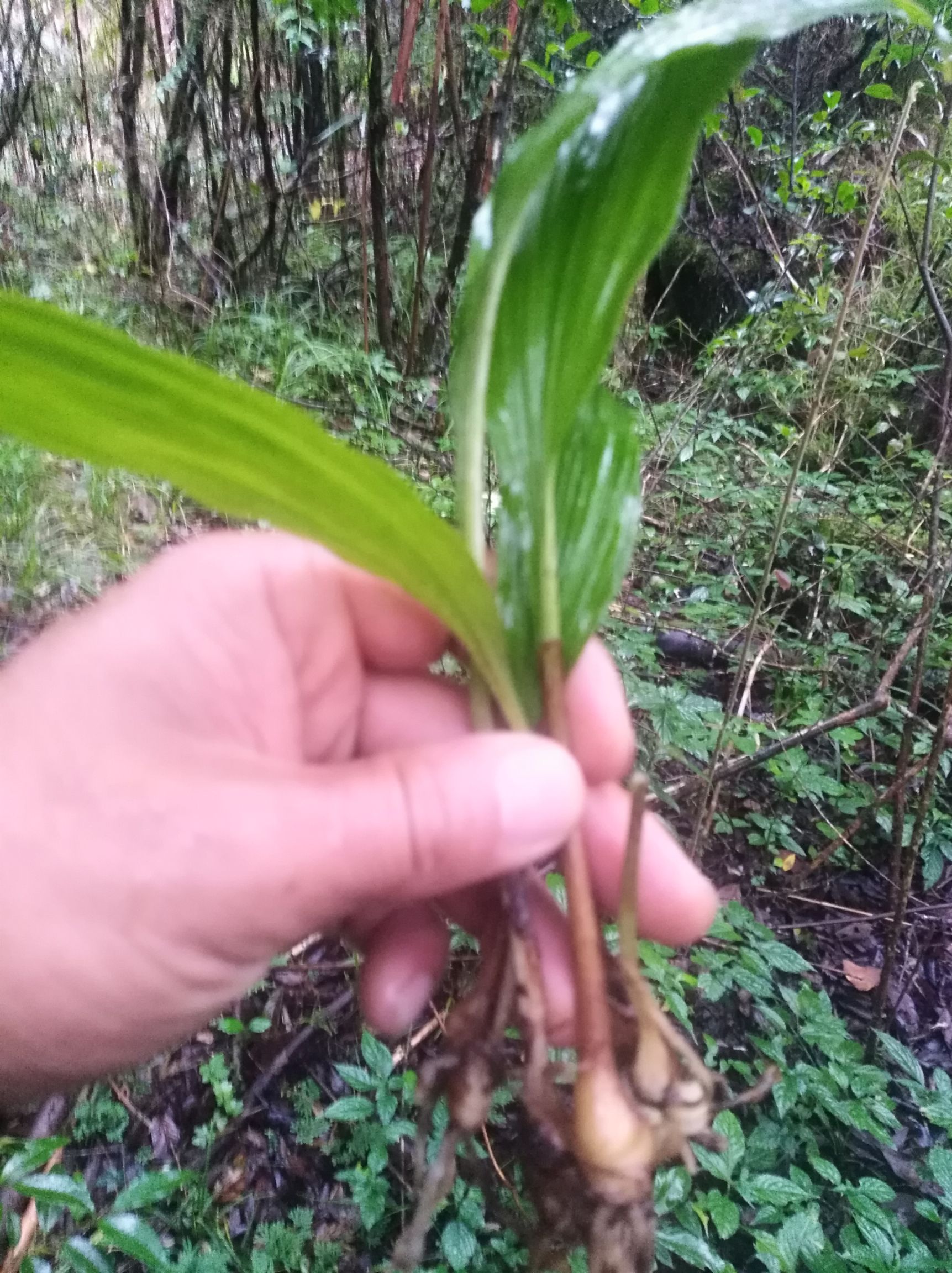 山慈菇 湿 主治痛风,乳腺增生