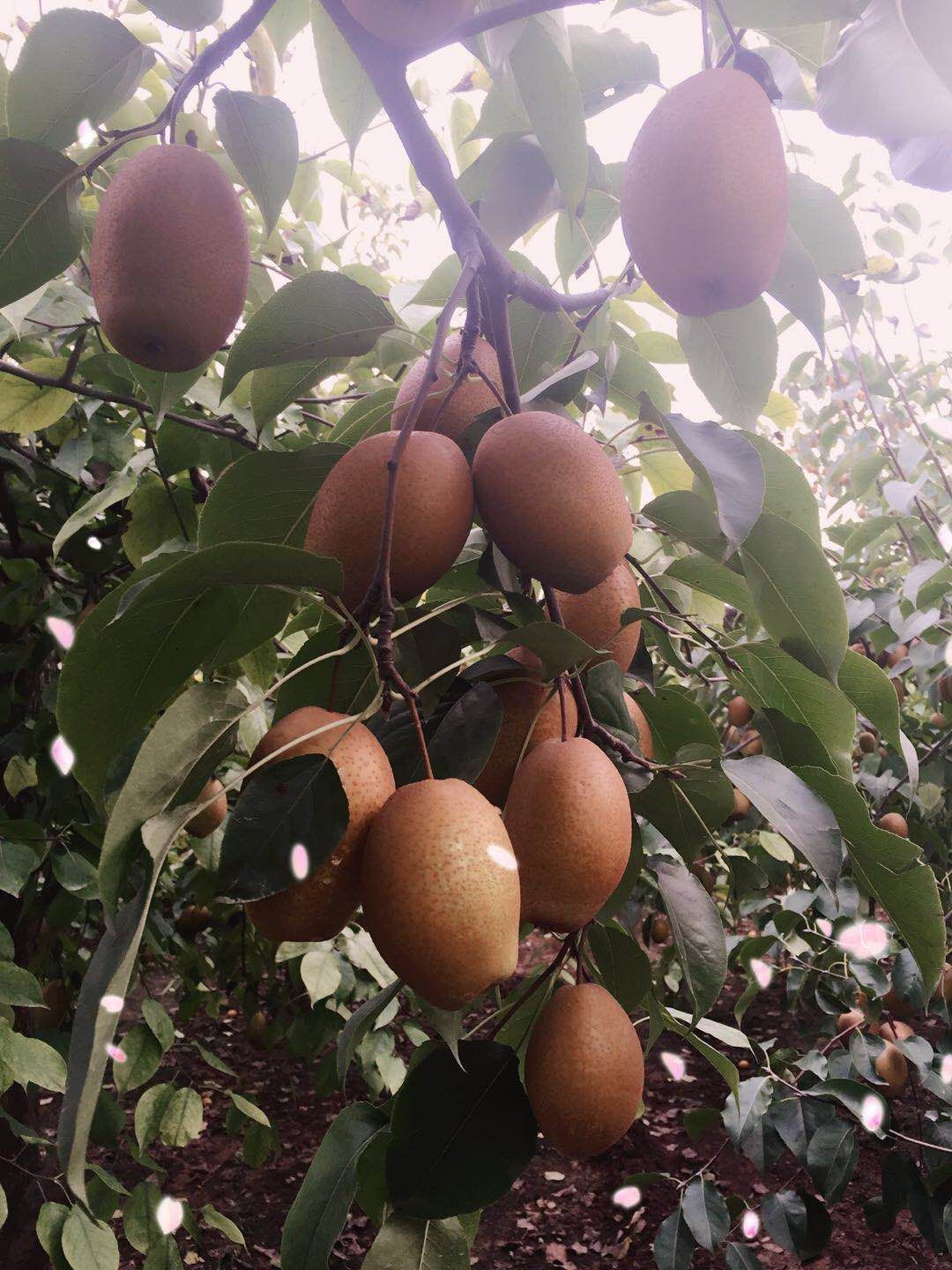 河南洛阳洛宁县 沙梨王2-5两