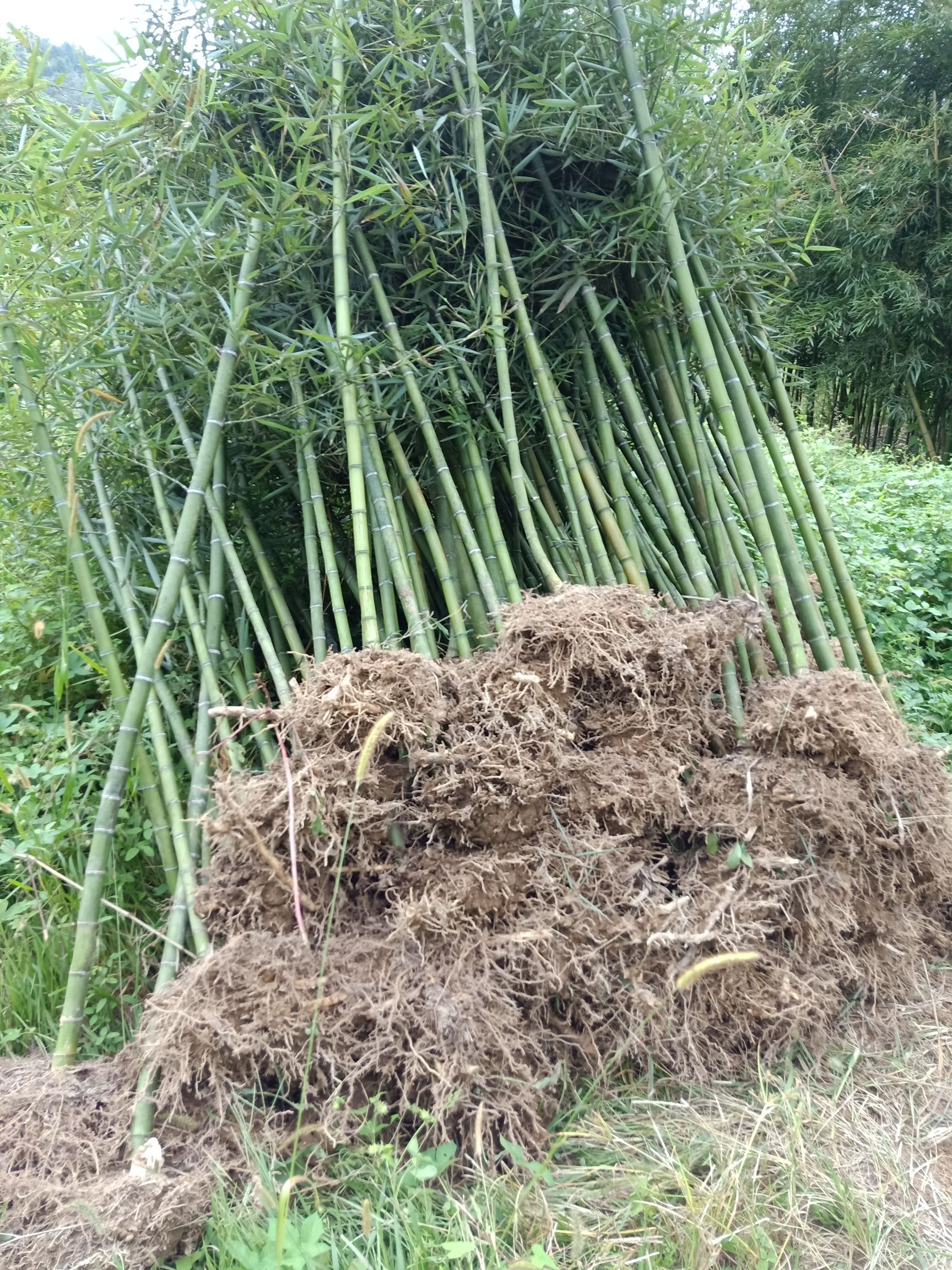 雷竹