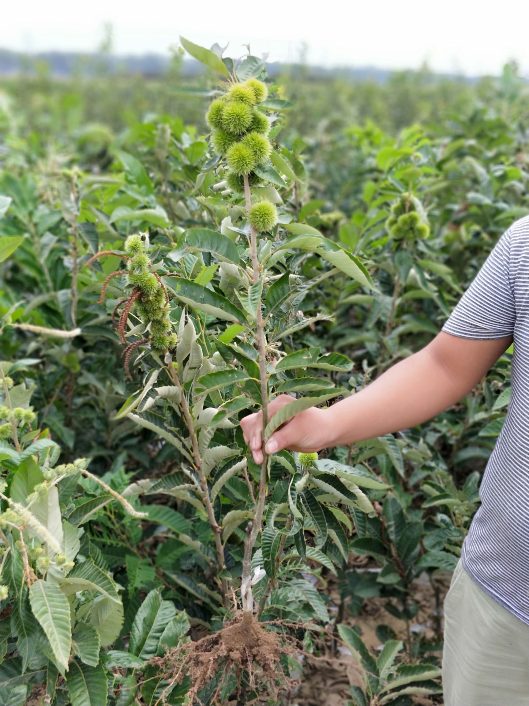 种植基地现挖现发!