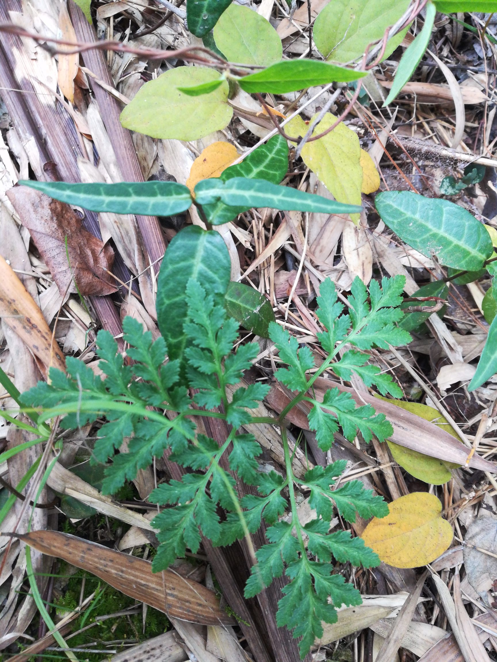 *芹菜 正宗阴地蕨!量大需预定!运费自理