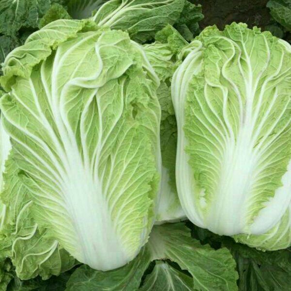 蔬菜 白菜  商品详情 大量供应青杂三号,87114,秋白,夏阳等大白菜