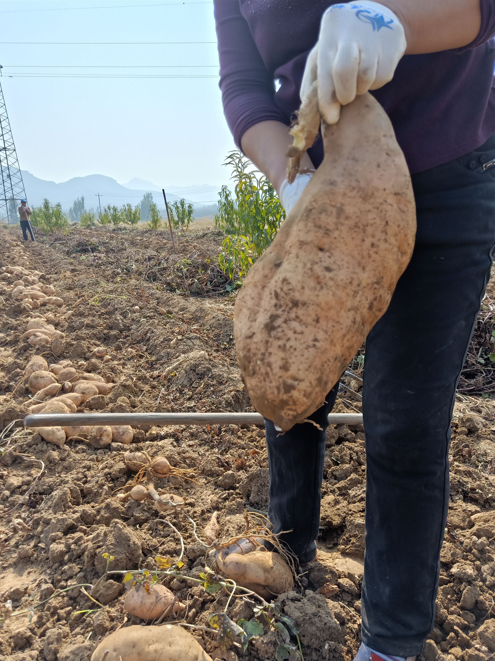 黄心红薯 黄皮 6两~1斤