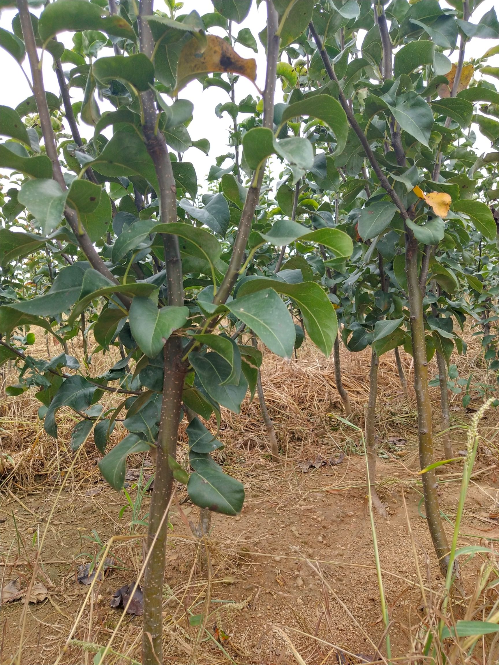 秋月梨树苗 1.5~2米