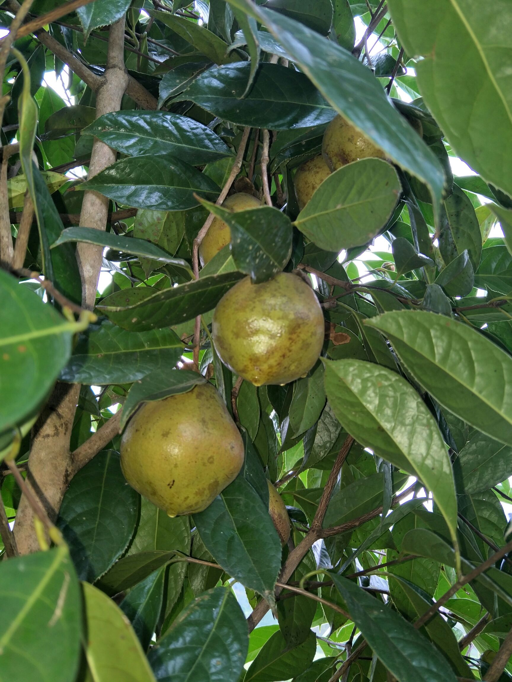 大果红花油茶