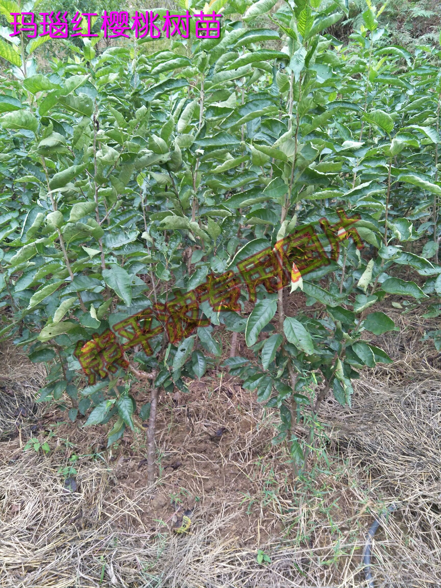 玛瑙红樱桃树苗 三年挂果苗