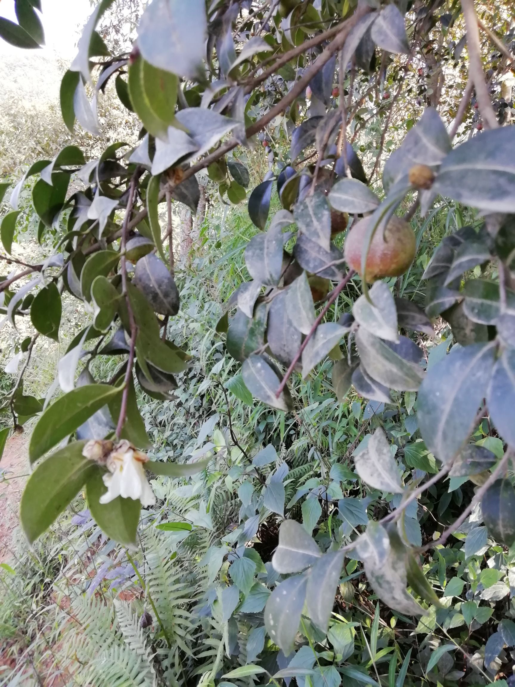 野山茶籽 野生白花山茶鲜果