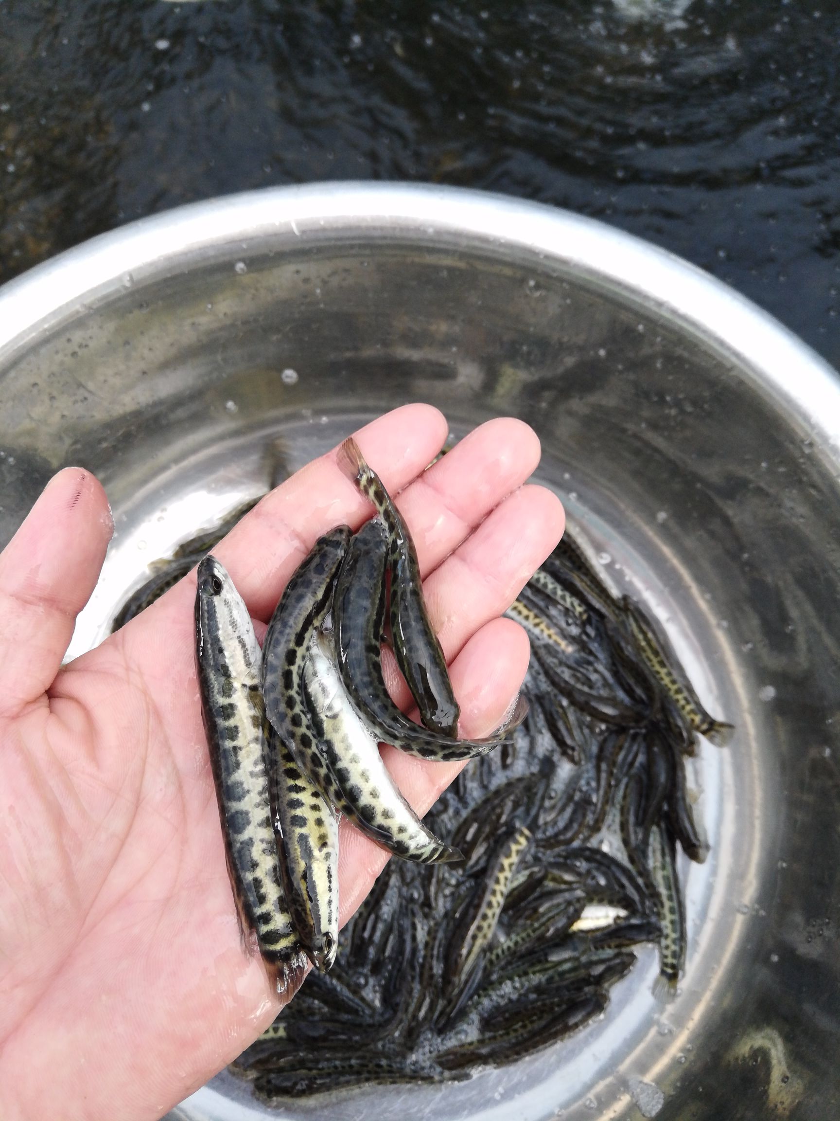 供应:鲫鱼苗,土塘鲺苗,南方大口鲶鱼苗,,黑鱼(生鱼)苗,台湾泥鳅苗,黄