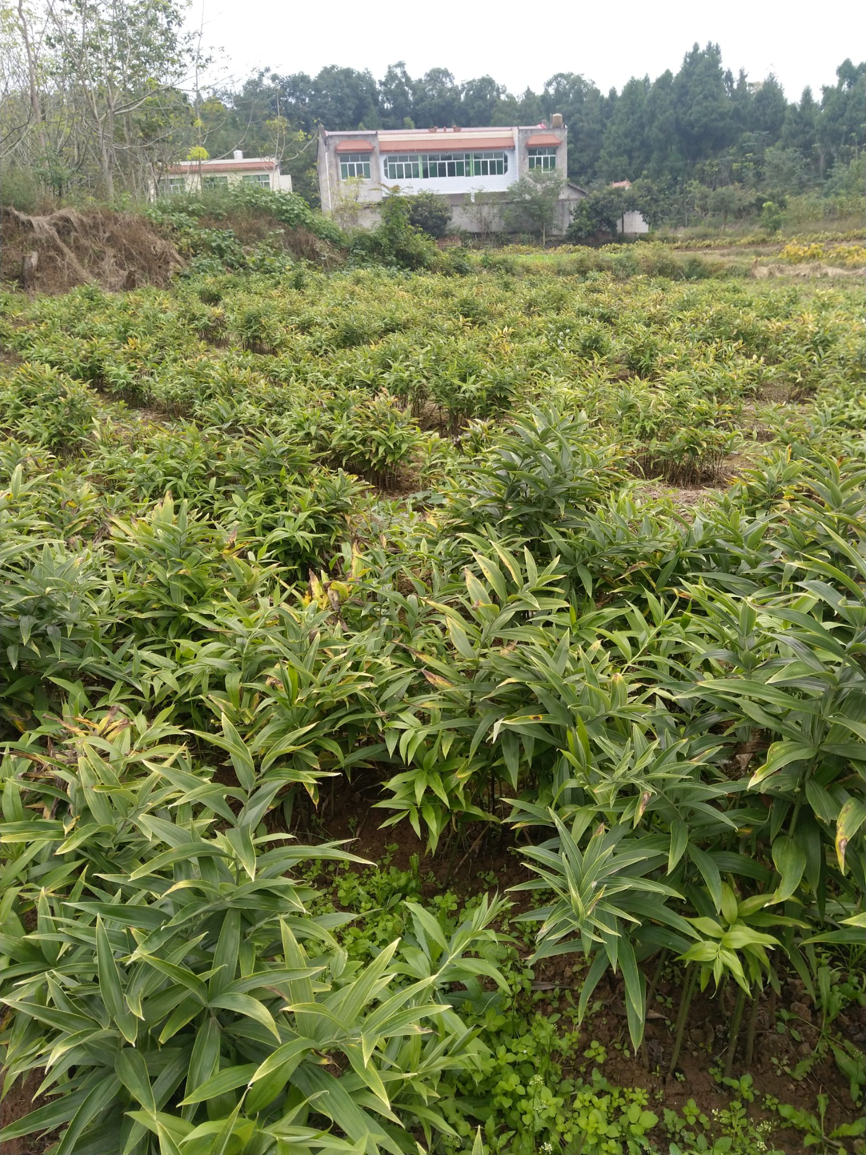 黄精种苗