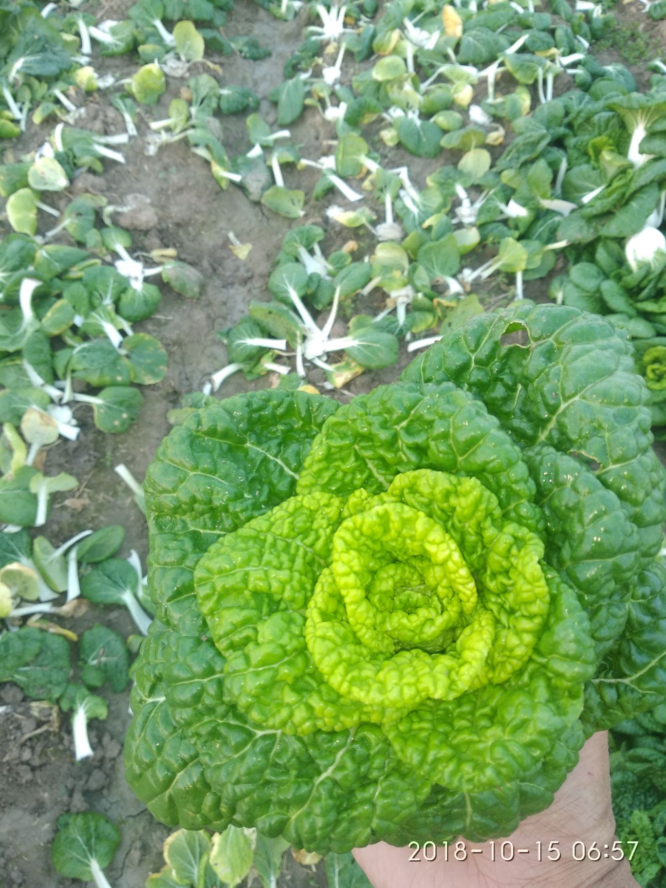 黄心乌白菜 1斤以下 净菜