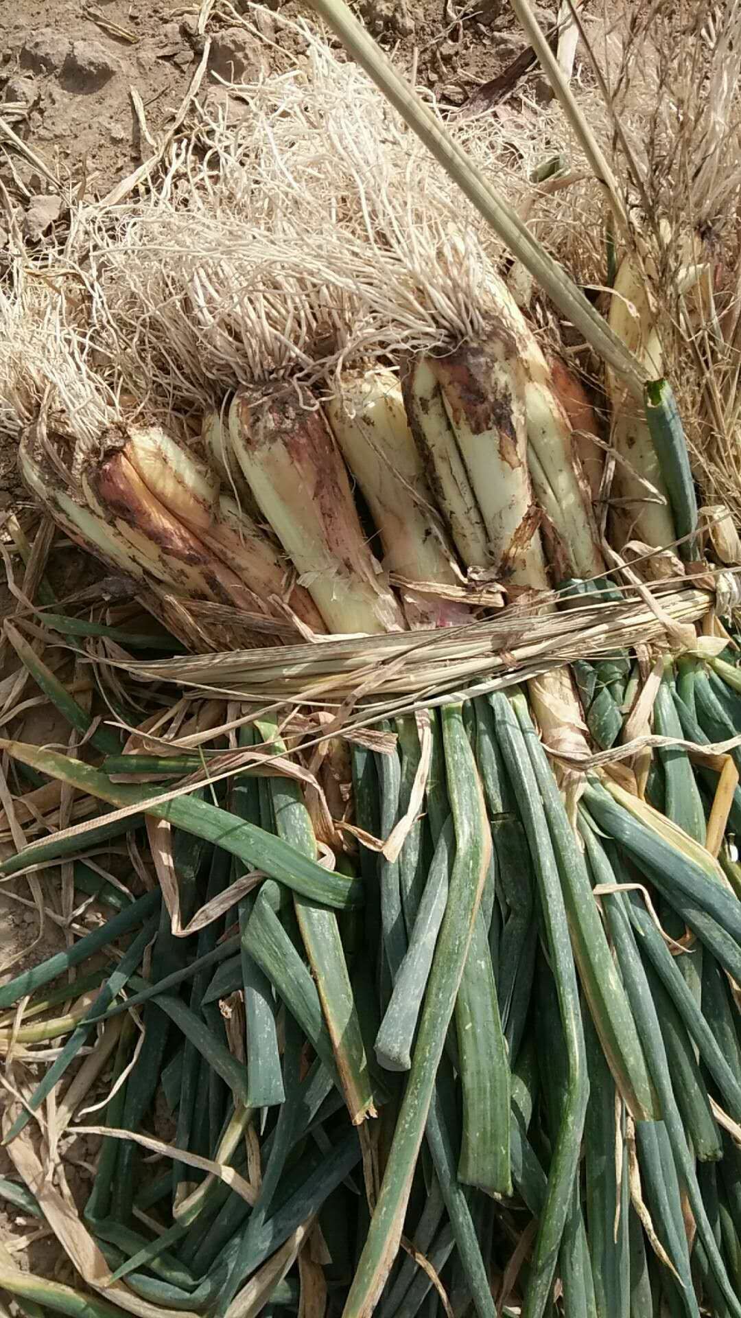 大葱精品红葱青葱大量上市中