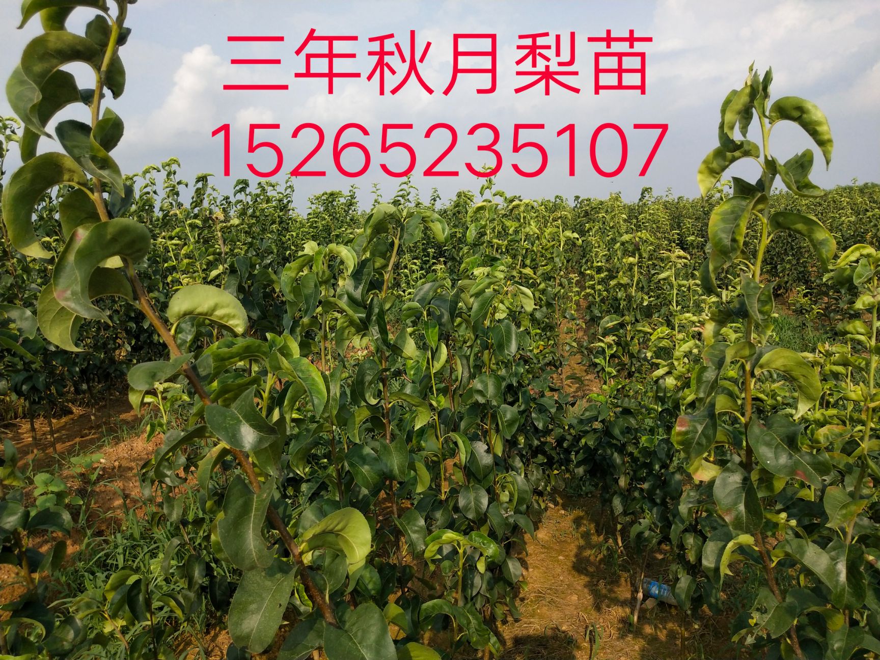秋月梨树苗 1.5~2米