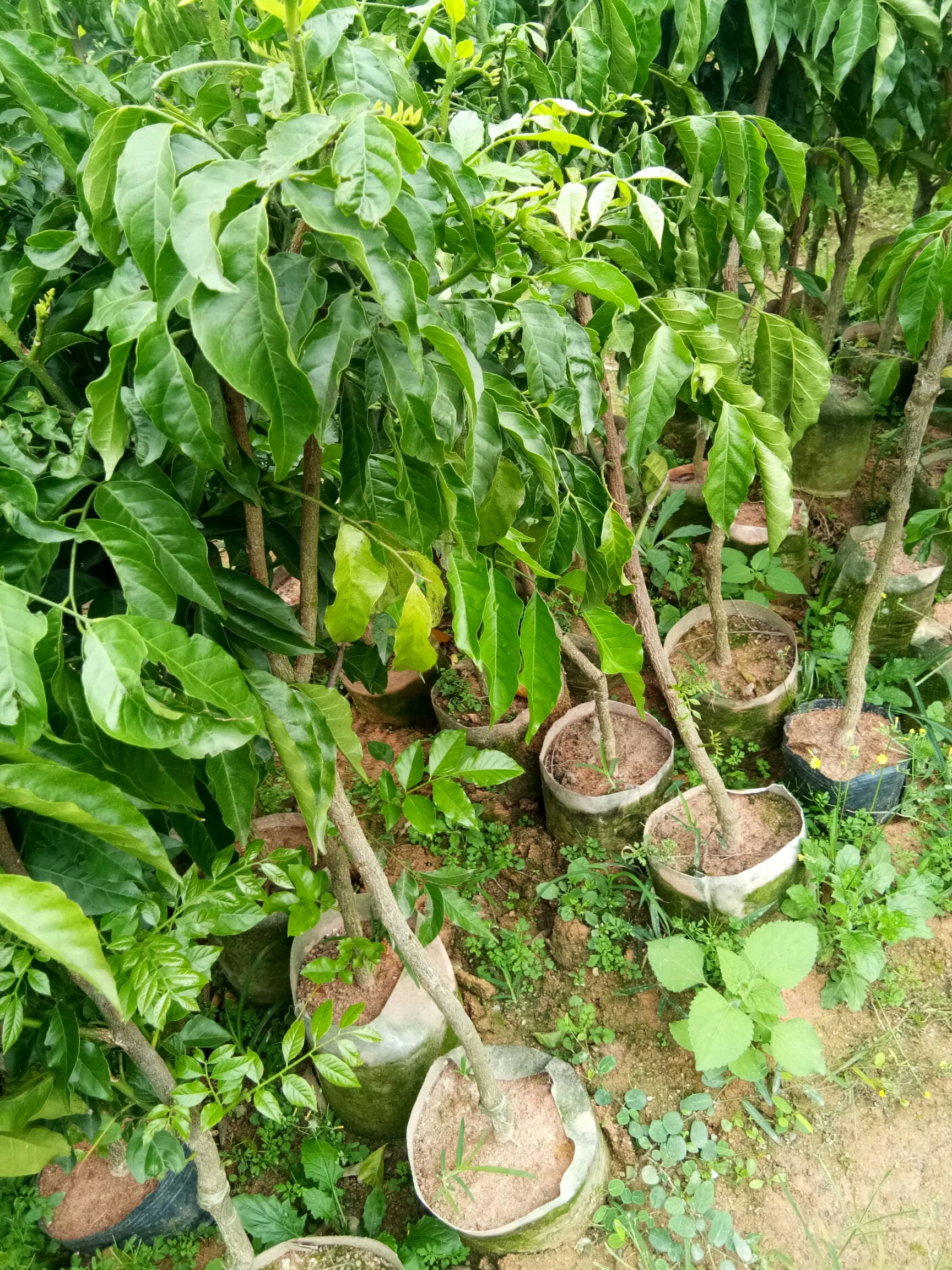 无核黄皮果苗