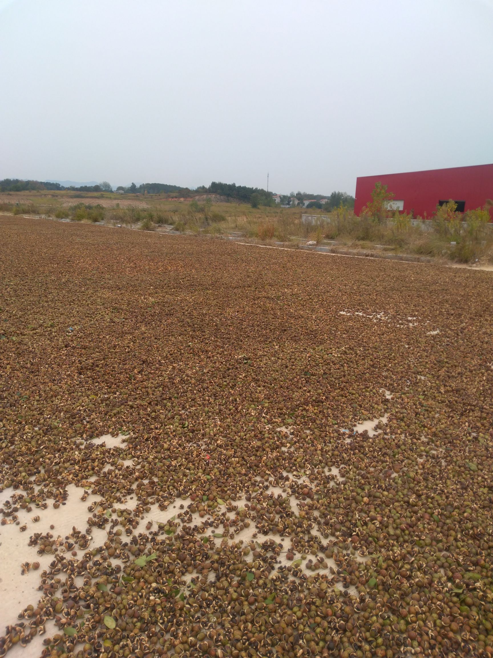 油茶籽 大别山区纯正生油茶,包试油