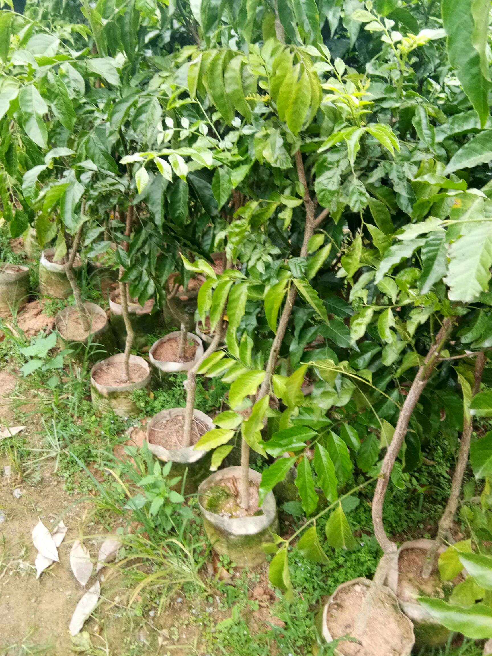 无核黄皮果苗