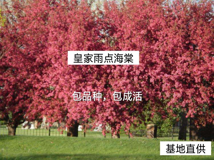 皇家雨点海棠 包品种,包成活,售后免费提供技术指导,现挖现卖!