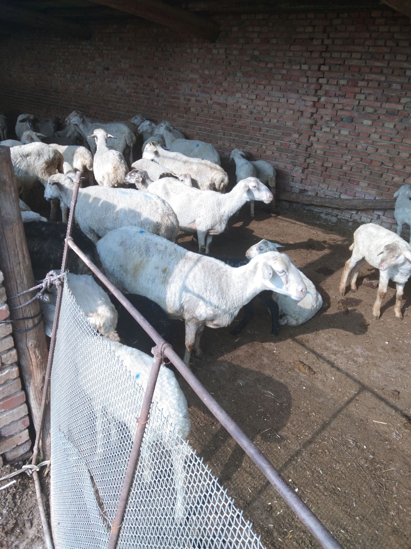 [绵羊批发 内蒙古包头市达尔罕茂明安联合旗草原纯天然羊价格15元/斤