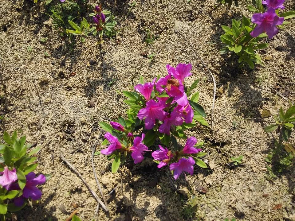 杜鹃苗 日本进口皋月杜鹃袋苗,沙浪夏鹃,名贵稀有品种