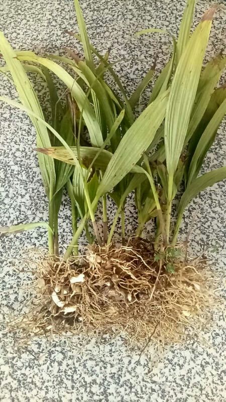 白芨种子