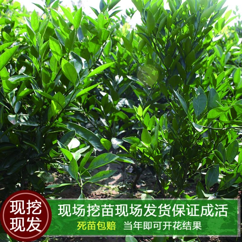 爱媛38号柑桔苗 嫁接苗 0.5~1米