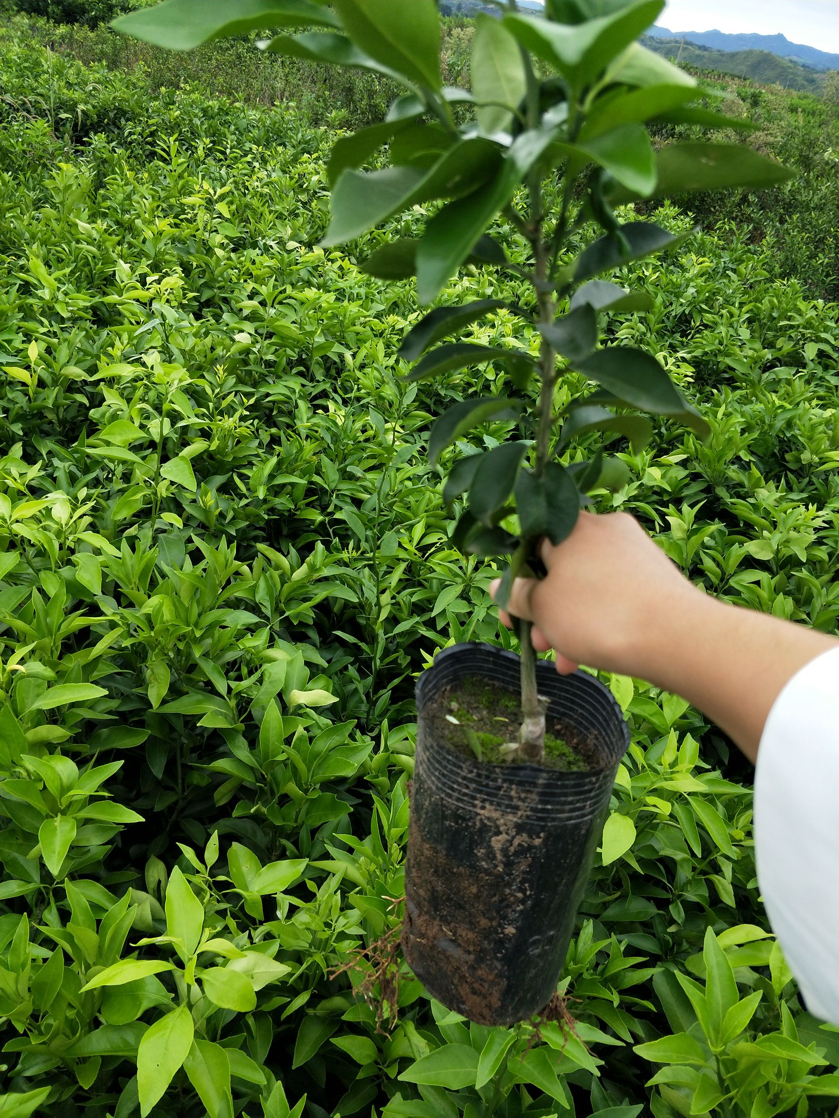 爱媛柑桔苗 杯苗袋苗 0.35~0.5米