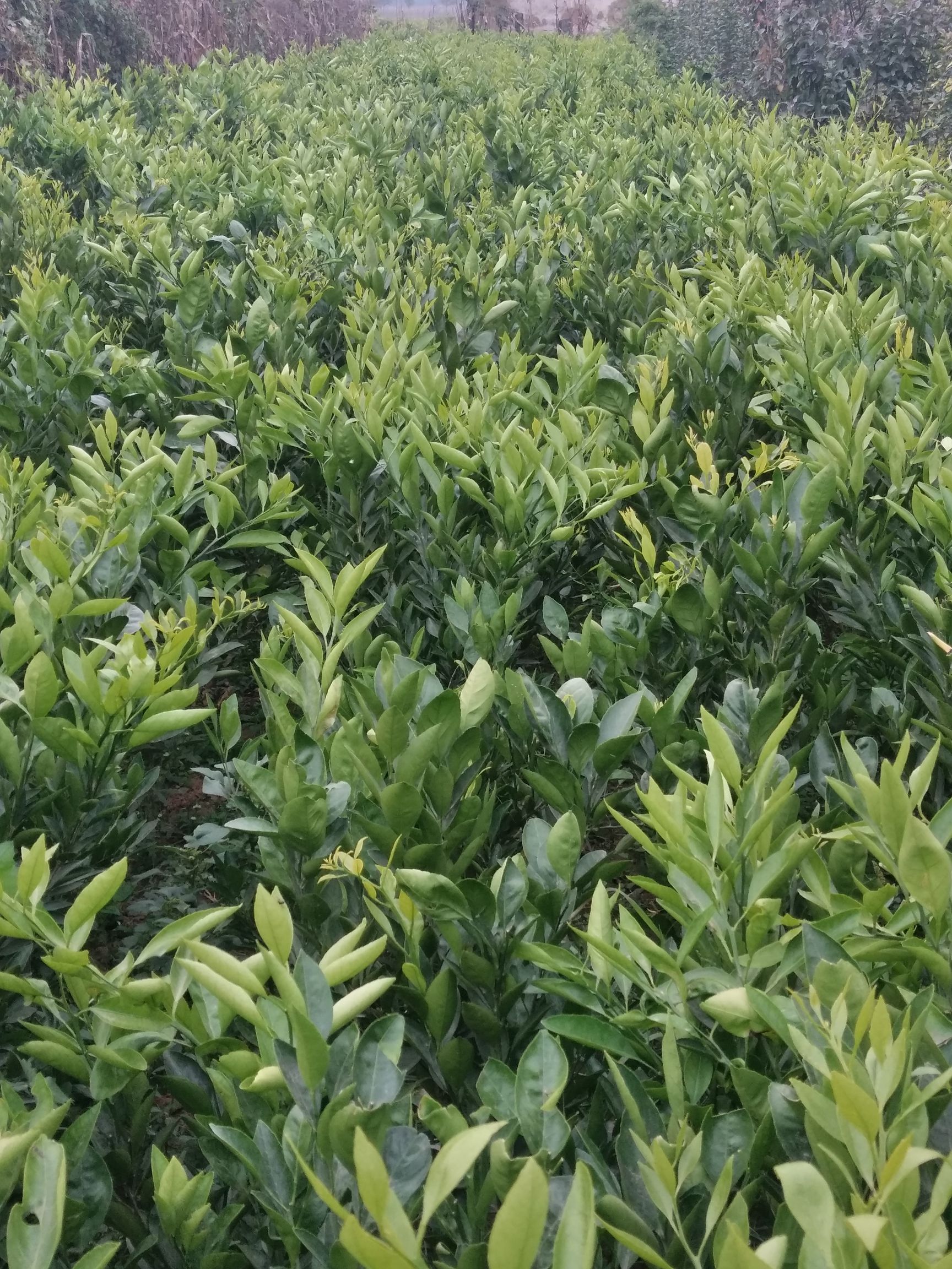 甘平柑橘苗 移栽苗 0.5~1米