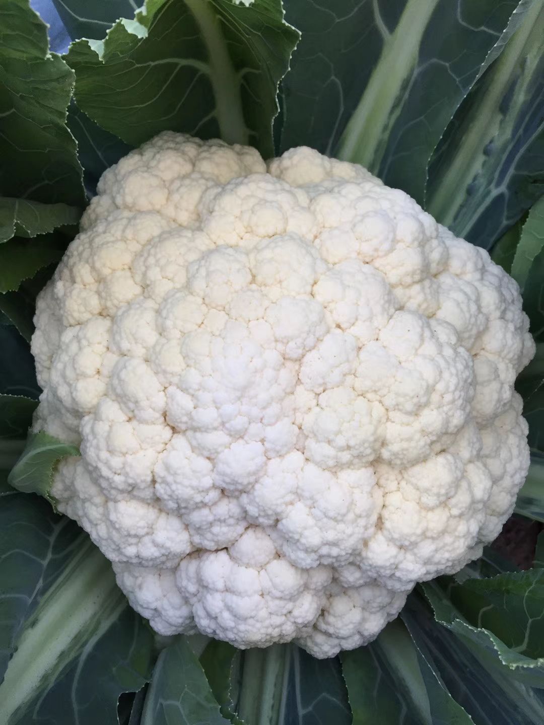 河南郑州白面青梗松花菜种子 高档65天有机花菜种子,花球雪白,梗翠绿