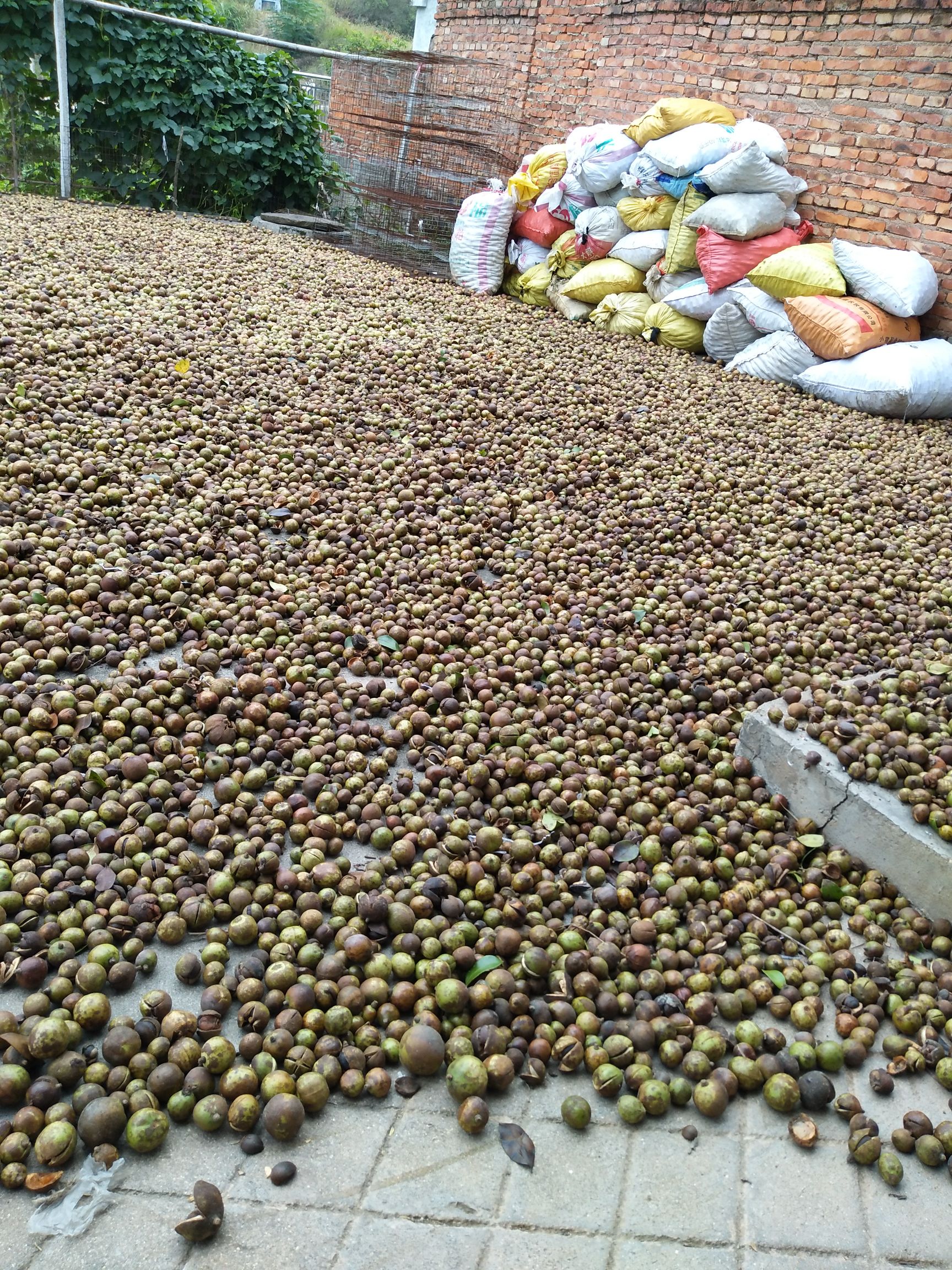 油茶籽 