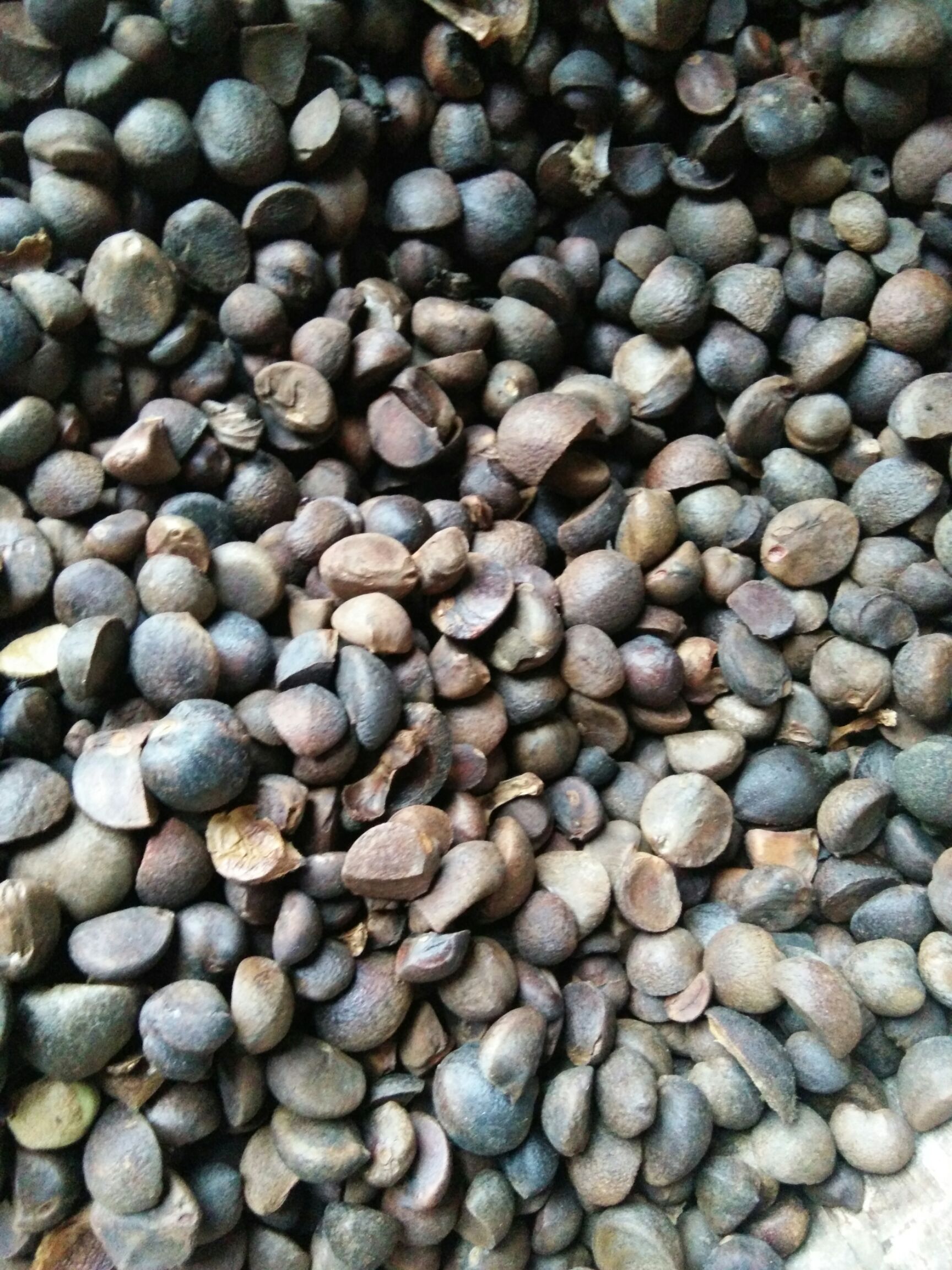 山茶籽