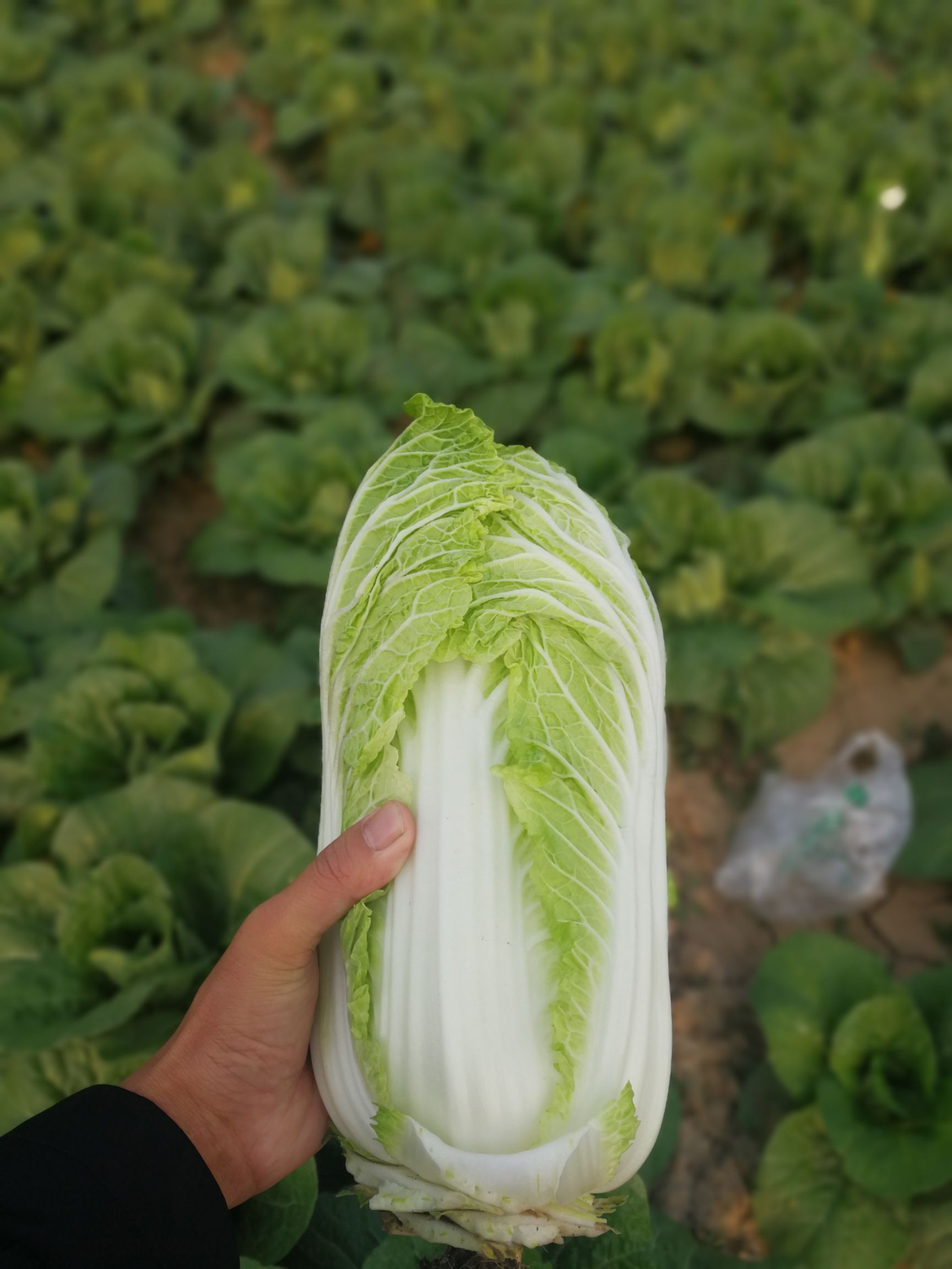 提供大小娃娃菜,量大从优,欢迎老板订购, 可以提供:协助找车,包地种植
