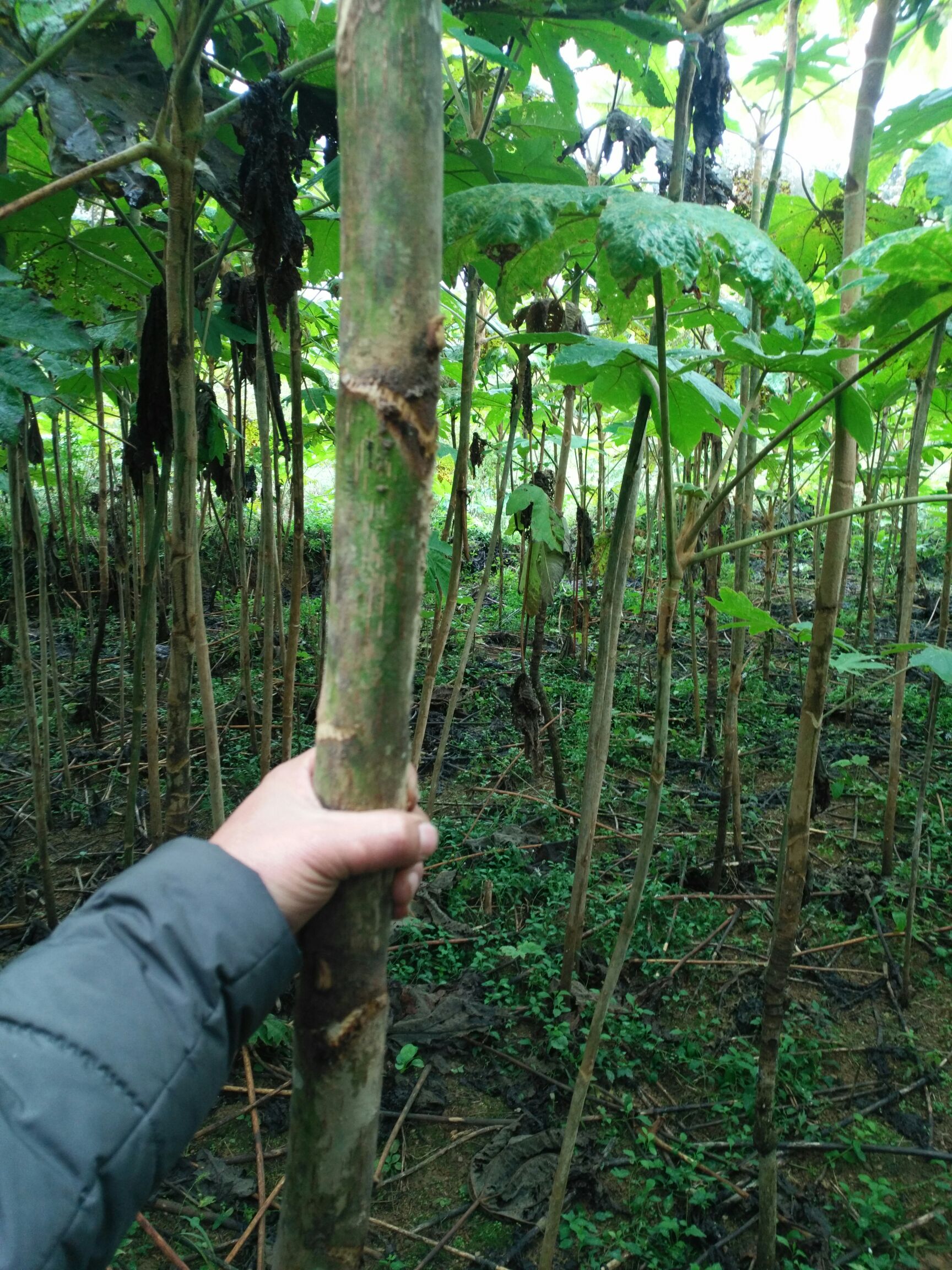 通心草 苗大通草苗 通草苗通花苗 20cm-50cm 通草种子