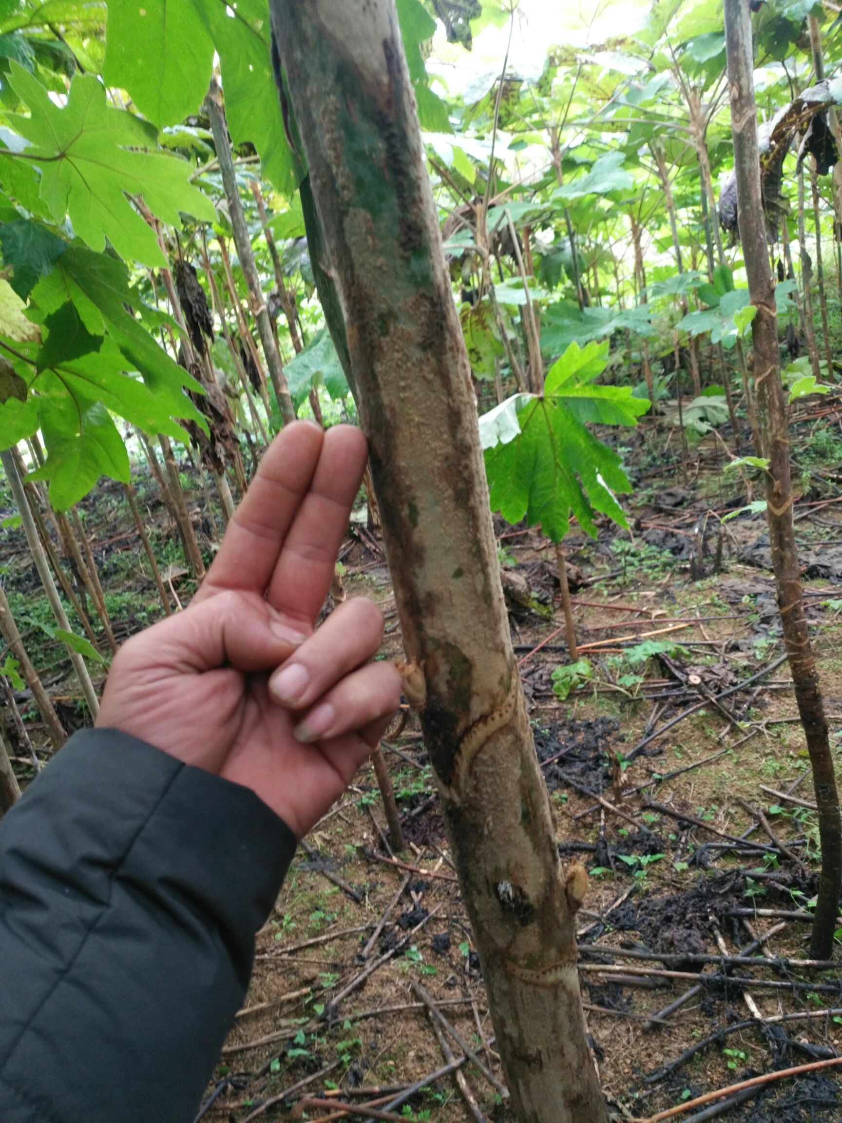 通心草 苗大通草苗 通草苗通花苗 20cm-50cm 通草种子