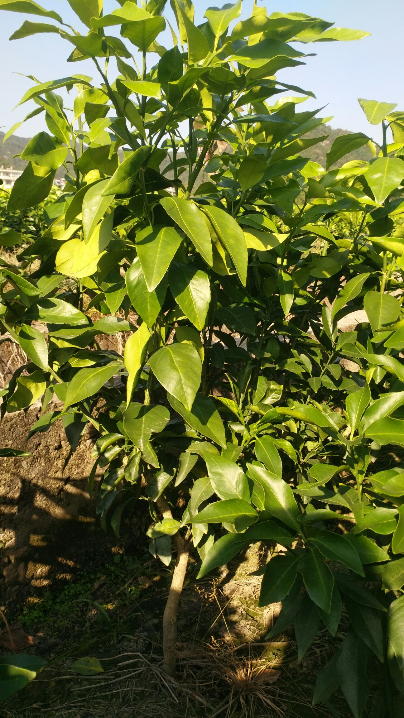 红美人柑橘苗 嫁接苗 1~1.5米