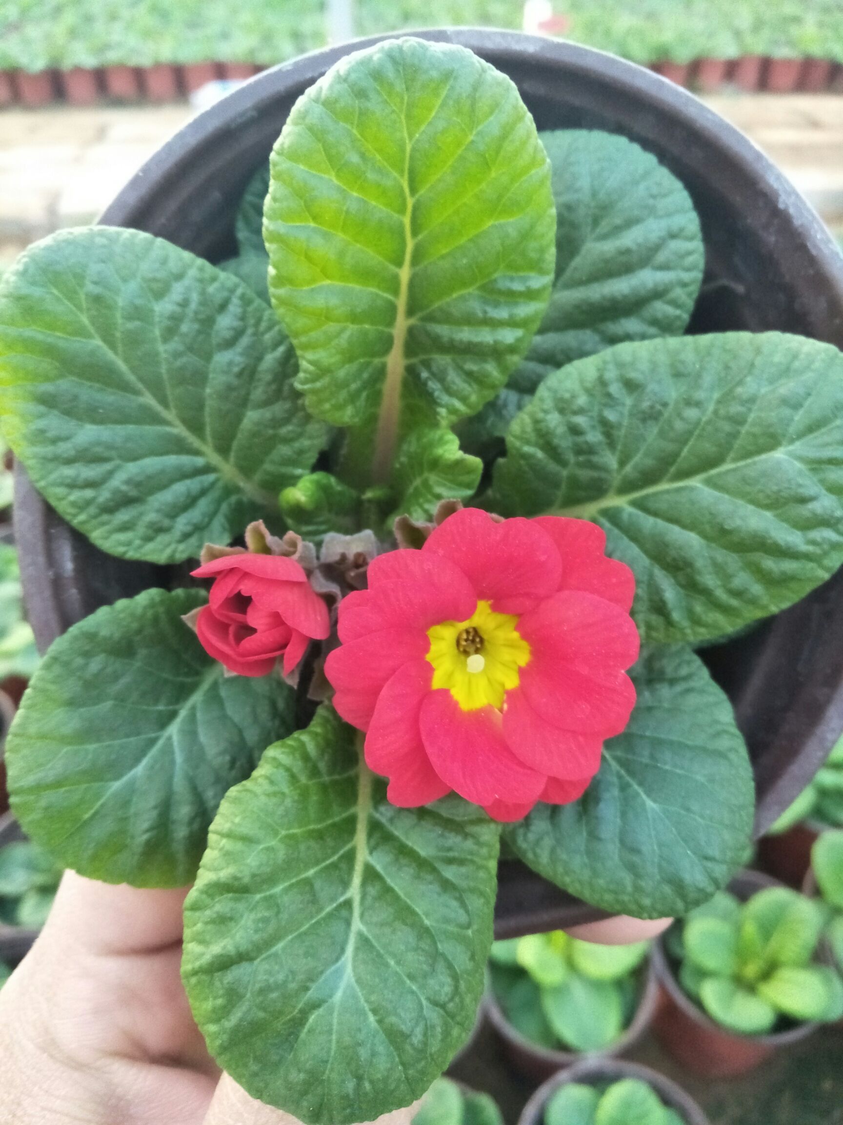 报春花种子