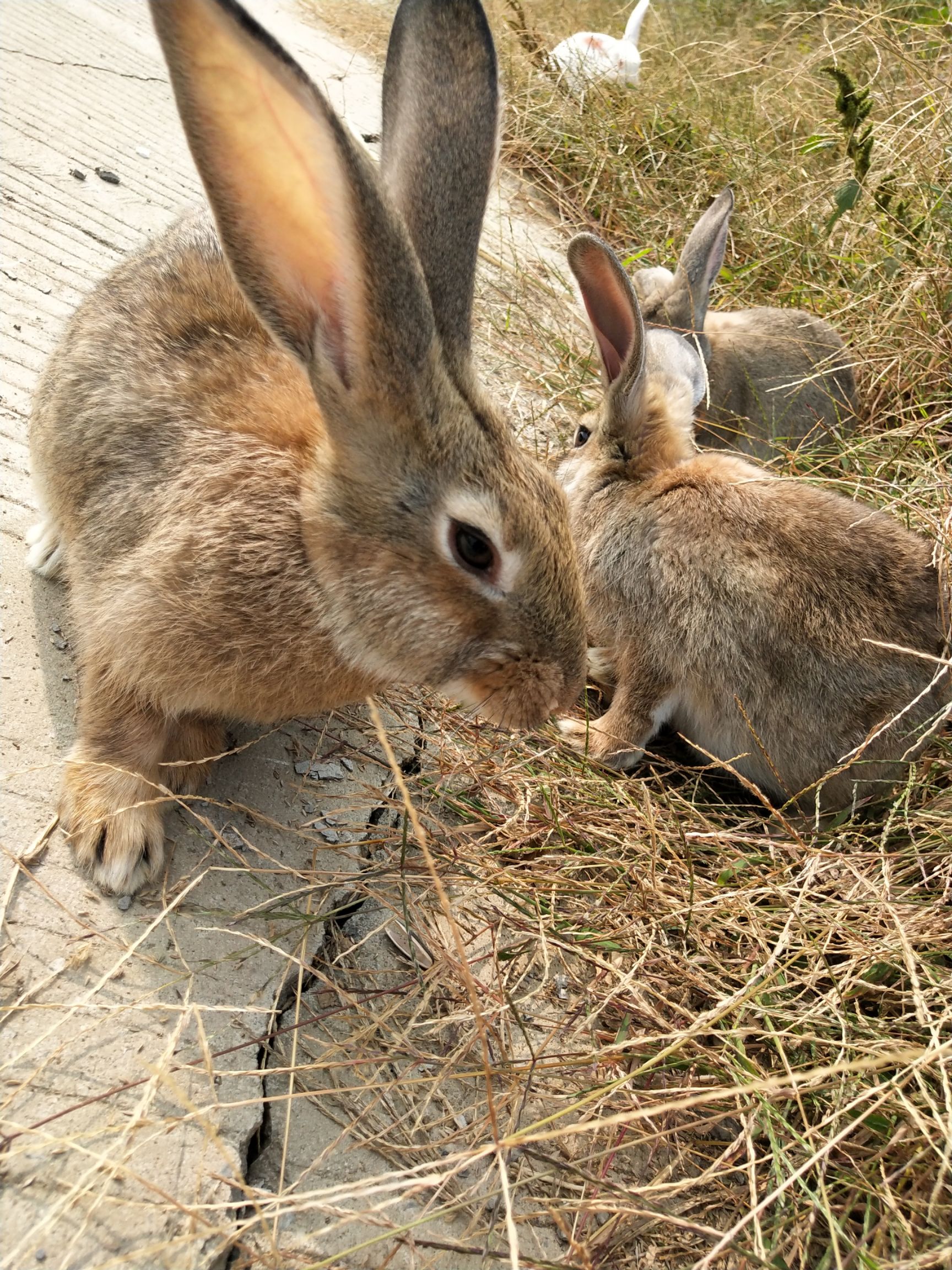 供应大厅  禽畜肉蛋  兔子  商品属性 品种名:比利时兔 单只重:3-5斤