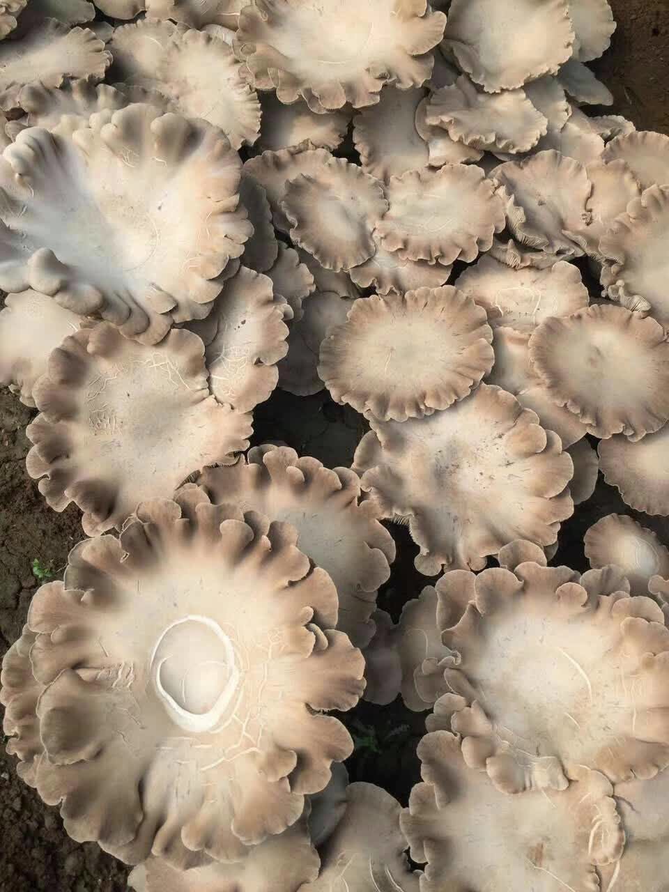 天津荷灵菇 人工种植 鲜货