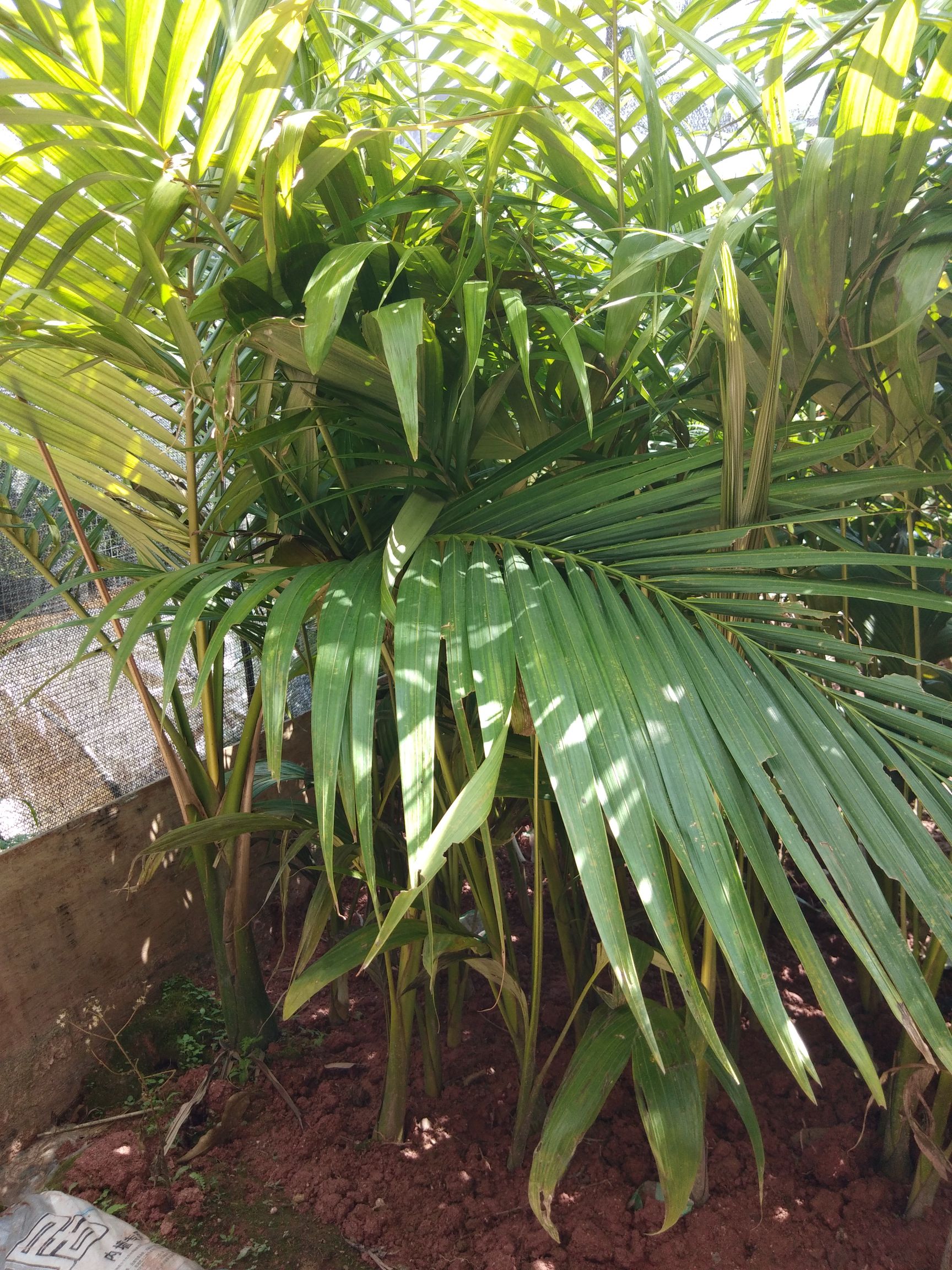大王椰子树 风景树,庭院别墅.种植非常好看