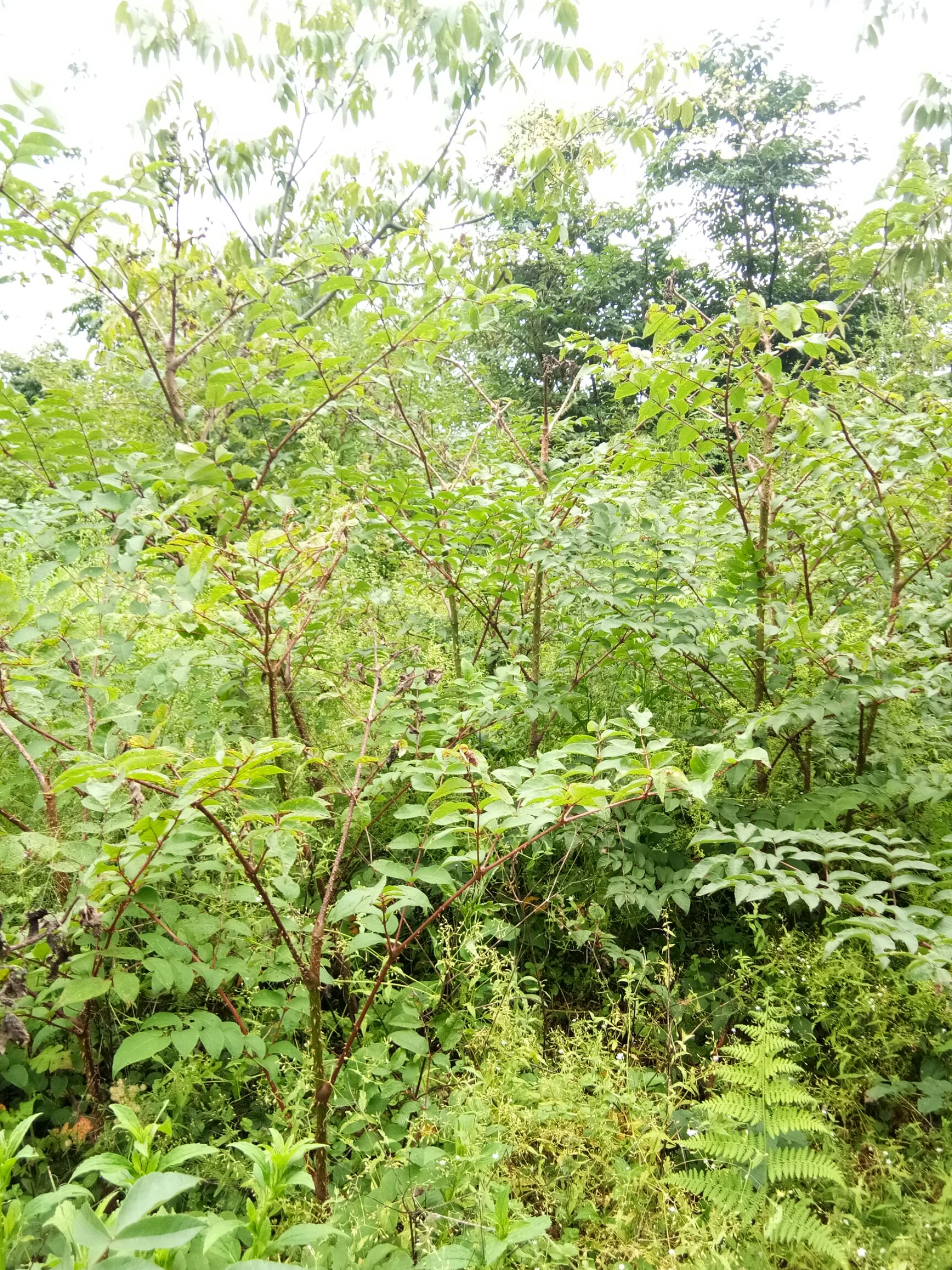 刺老芽 散装 露天 鲜货