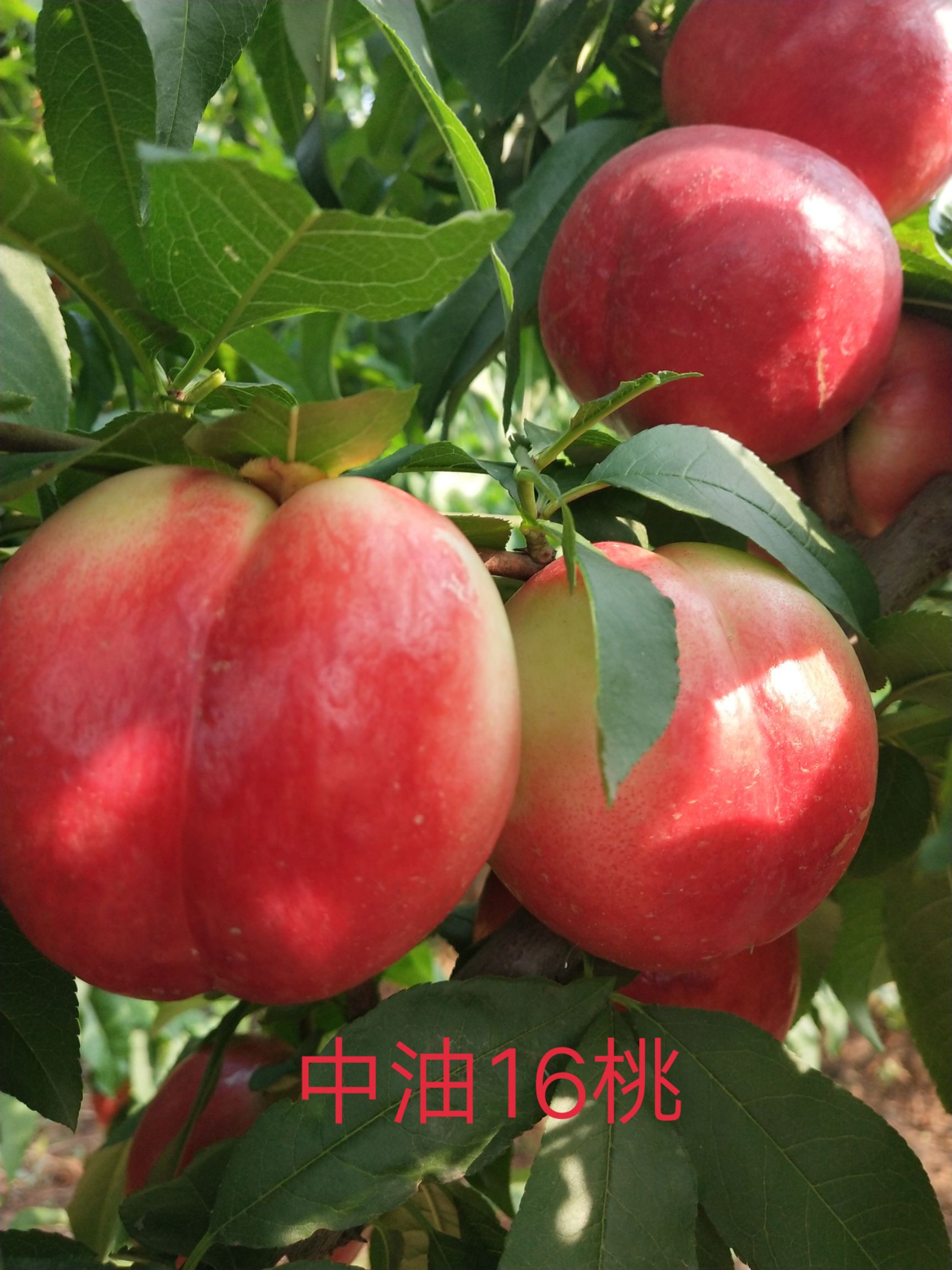 中油16号油桃苗 0.5~1米