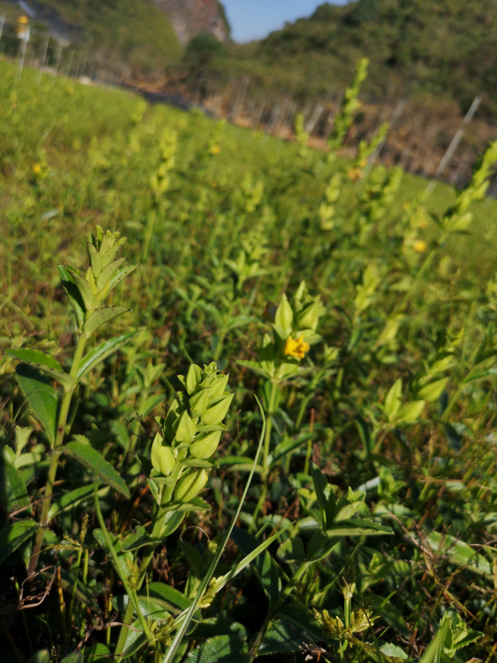 红根野蚕豆种子   商品详情 产区,种植基地介绍: 种植基地位于云南省