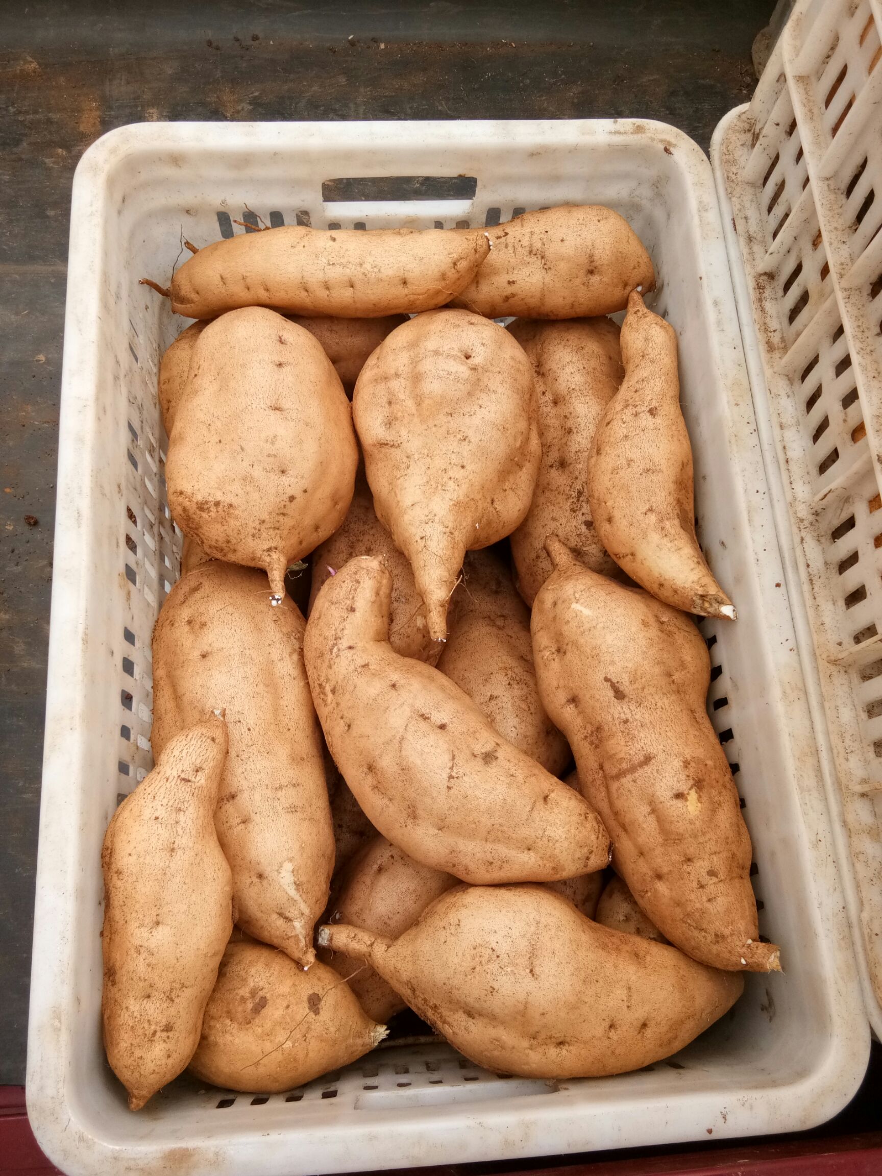 6两~1斤北京553红薯