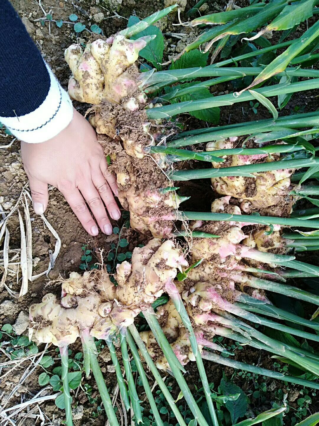 中黄姜批发采购_中黄姜供应_中黄姜价格