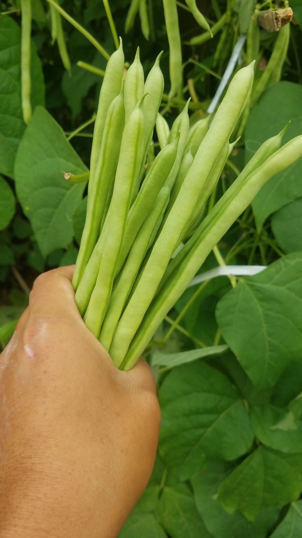九粒白芸豆